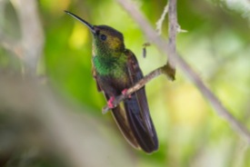 bronze-tailed plumeleteer formerly known as Red-footed plumeleteer, Chalybura urochrysia