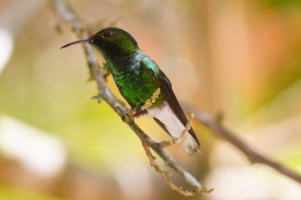 Coppery-headed emerald, hummingbird, Elvira cupreiceps, male, Central Highlands, Costa Rica.