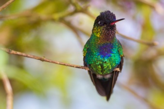 Fiery-throated hummingbird, Panterpe insignis, in Costa Rica.