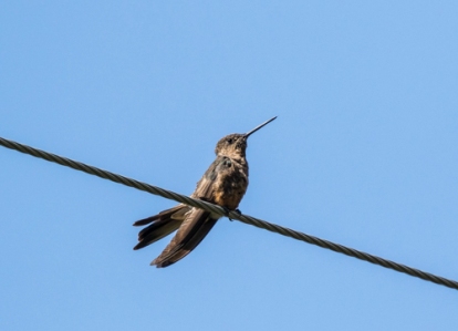 Giant hummingbird; Patagona gigas; Ecuador.; places ecuador; Antisana Reserve;