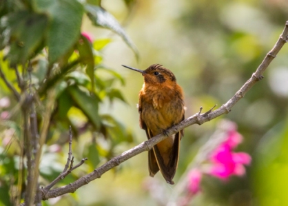 shining sunbeam hummingbird; Aglaeactis cupripennis; Ecuador.; places ecuador; Antisana Reserve;