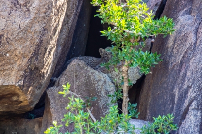Baby leopard hides