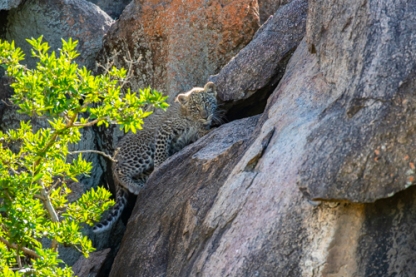 Baby leopard moves to crevice