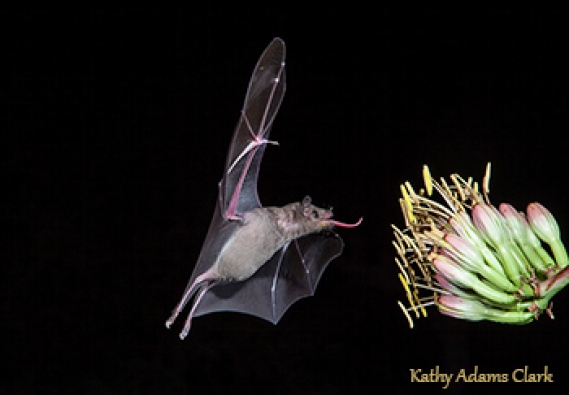Nectar-feeding bat in Arizona photographed by the woman-who-makes-the-coffee